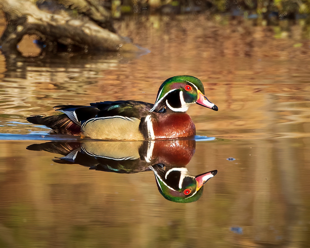 Male Wood Duck and Its Reflection