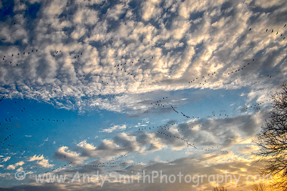 Snow Geese in Sky at Sunrise