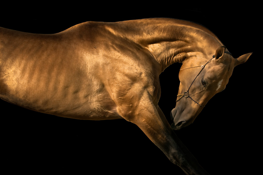 Golden Stallion 1 Art | KJ's Studio