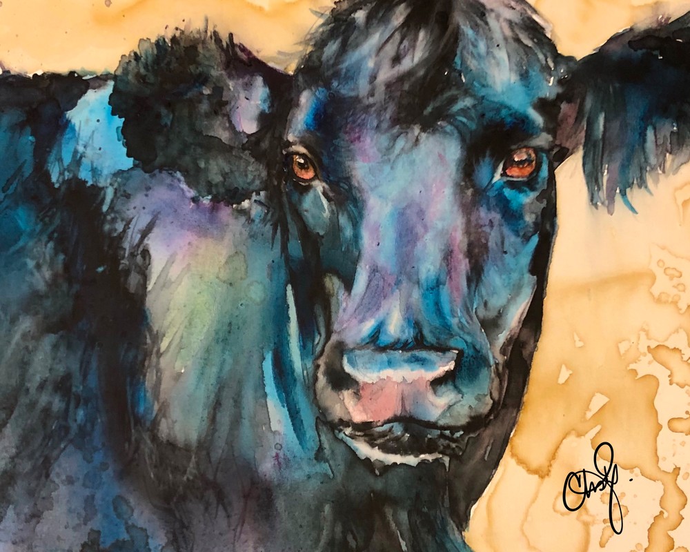 Black Angus Cow Portrait