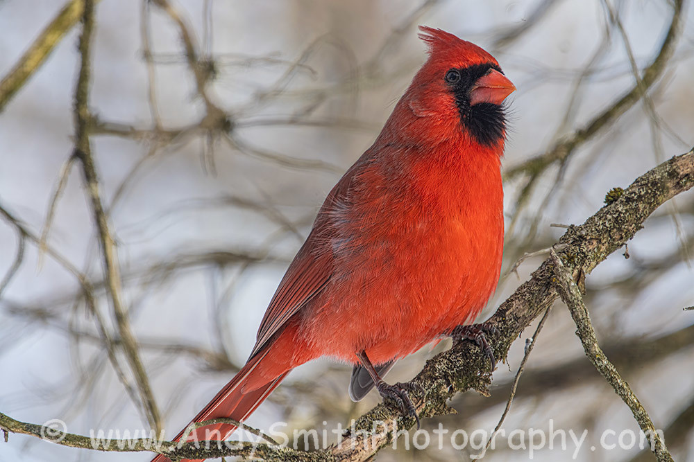 Northern Cardinal Art | Andy Smith Photography