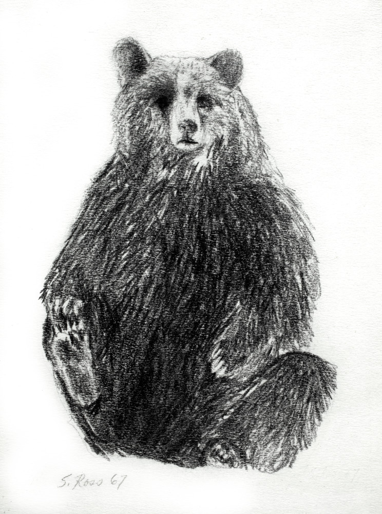 Bear Art | Susan Ross