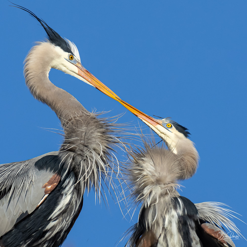 Great Blue Herons in Love