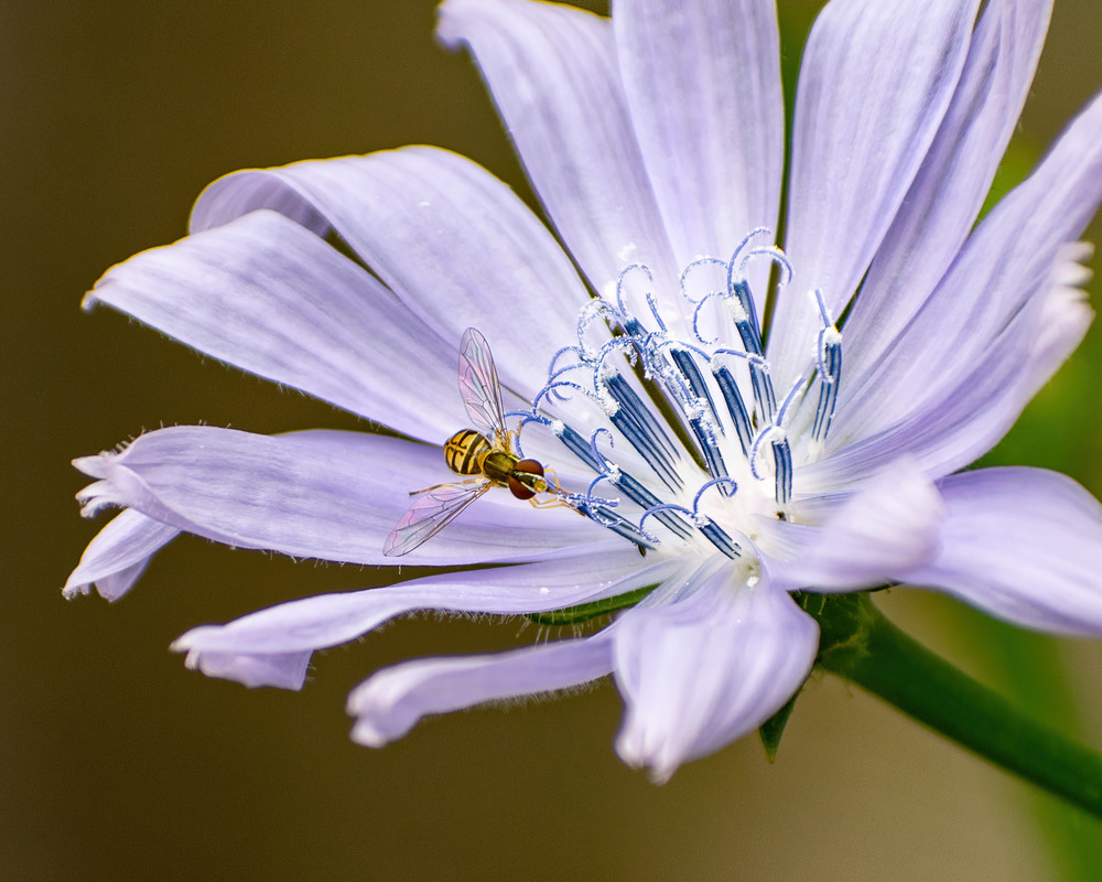 Nature | Hoverfly on Chicory
