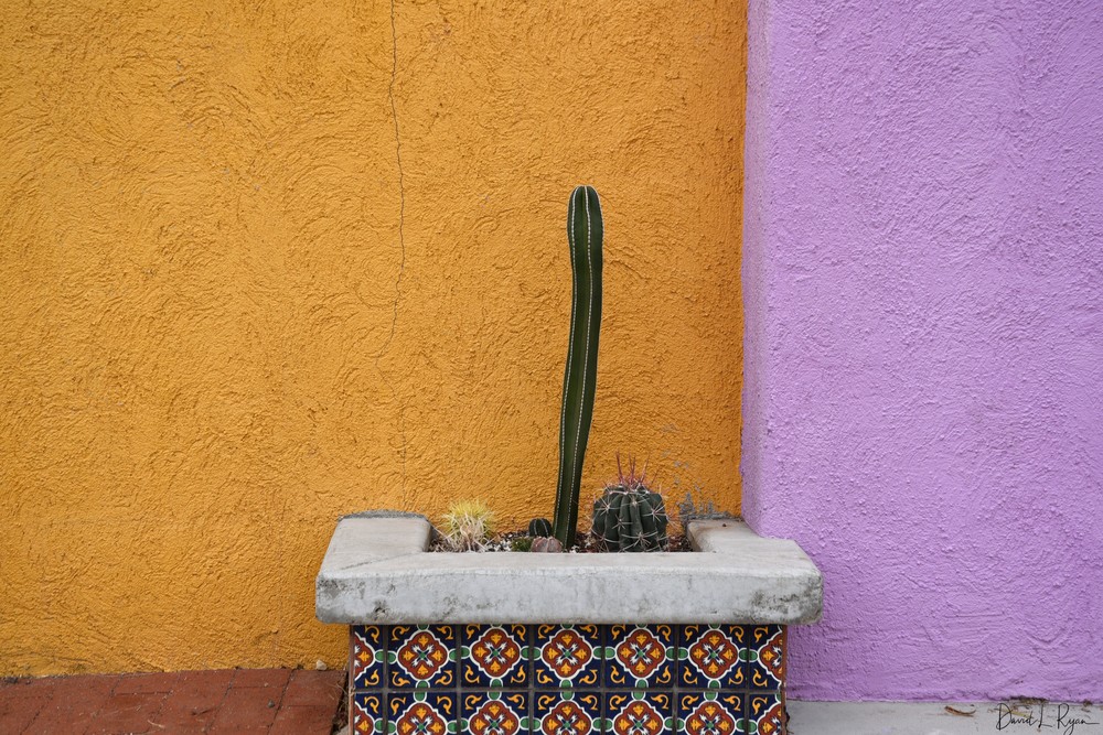 Cactus in Planter