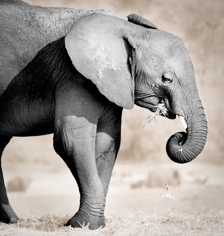 Juvenile Elephant (Chobe River) No. 1, Photograph, 2021 by artist Carolyn A. Beegan