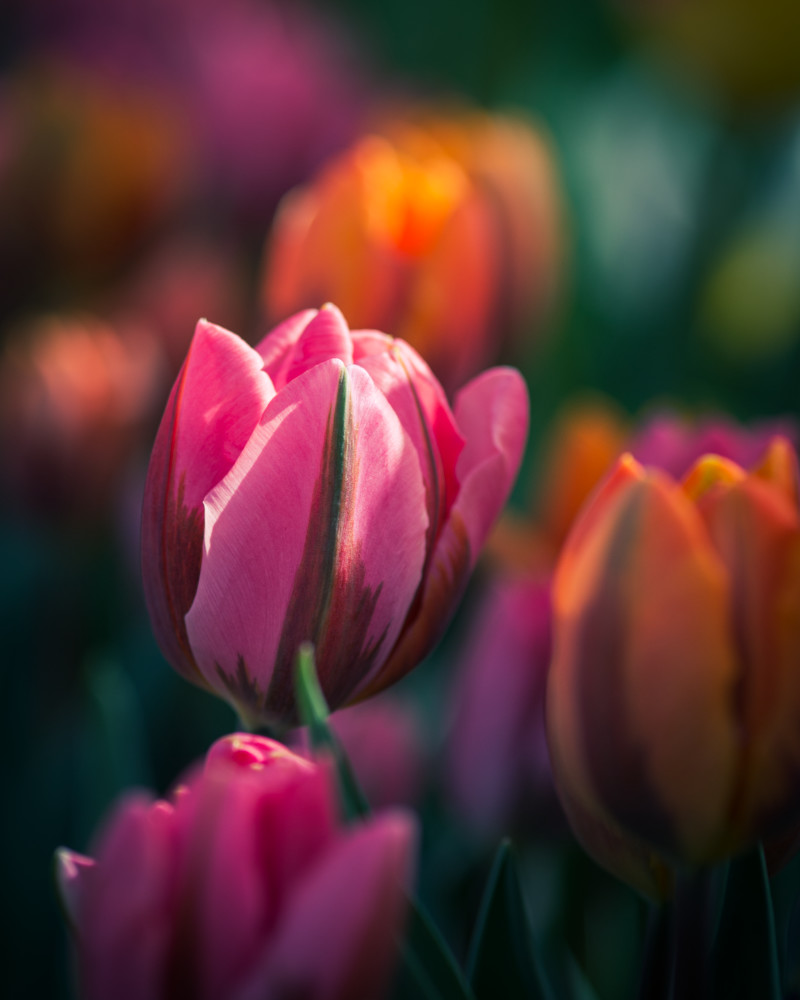 Spring Warmth Photography Art | Kim Bova Photography