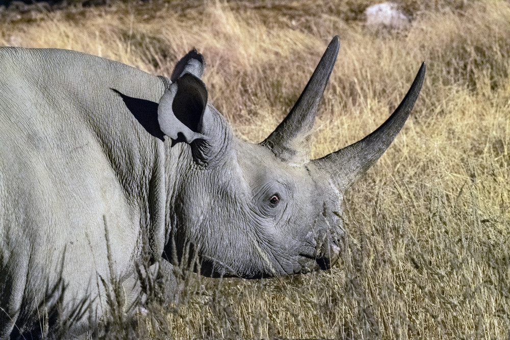 Black Rhino Face  Photography Art | Great Wildlife Photos, LLC