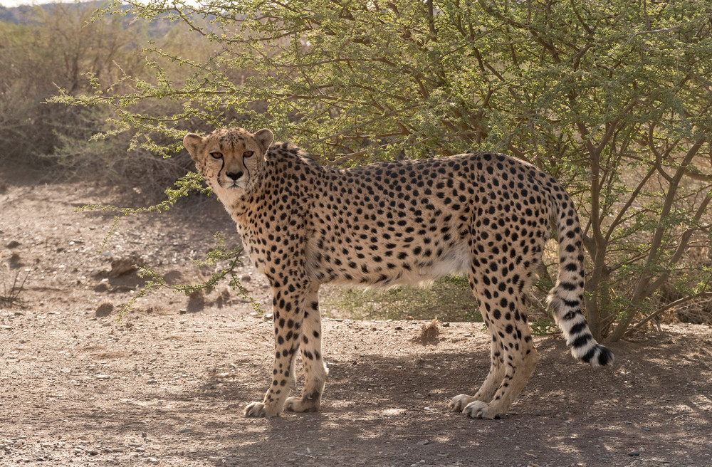 Cheetah Stare  Photography Art | Great Wildlife Photos, LLC