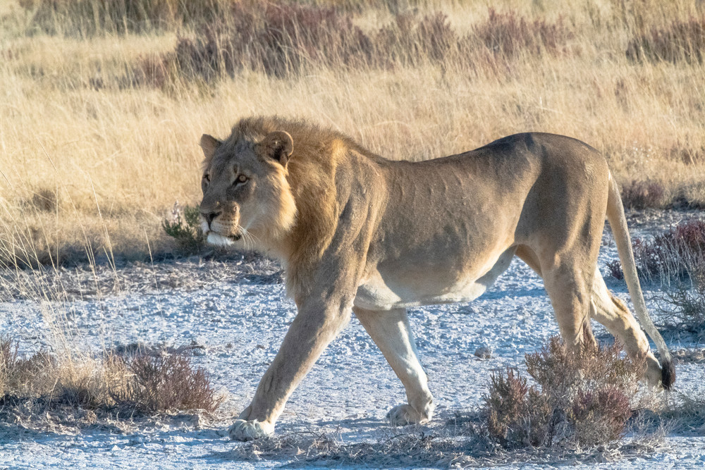 Lion Stalking  Photography Art | Great Wildlife Photos, LLC