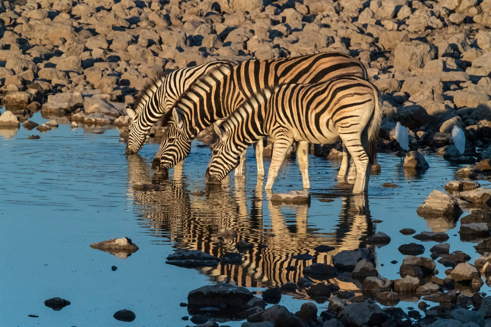 Zebras At Dawn  Photography Art | Great Wildlife Photos, LLC