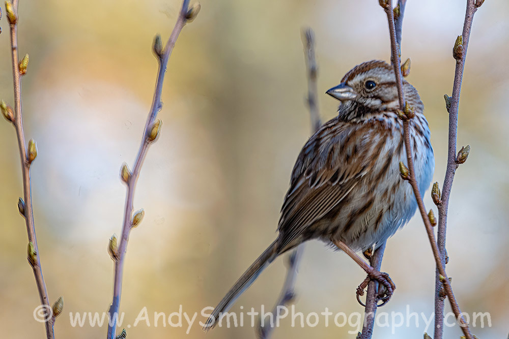 Song Sparrow
