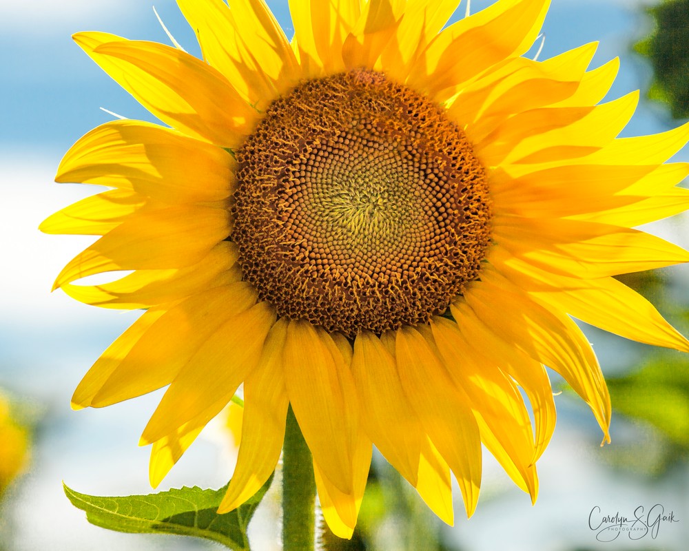 CloseUp Backlit Sunflower Blossom