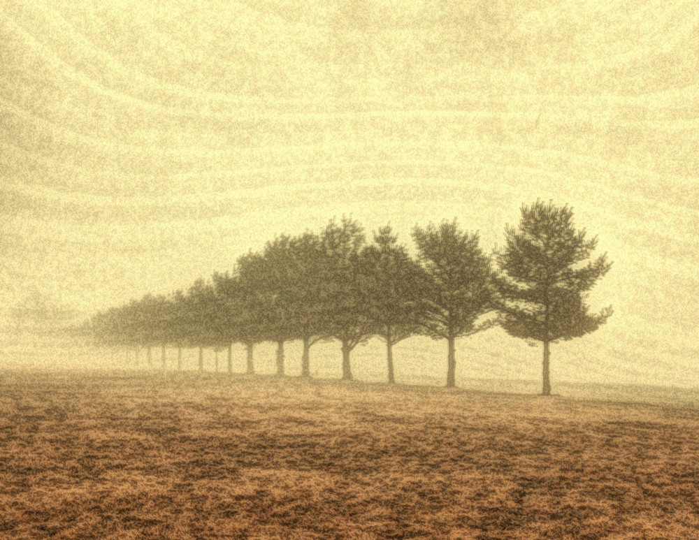 Foggy Tree L Mistyine Art | terrynewell