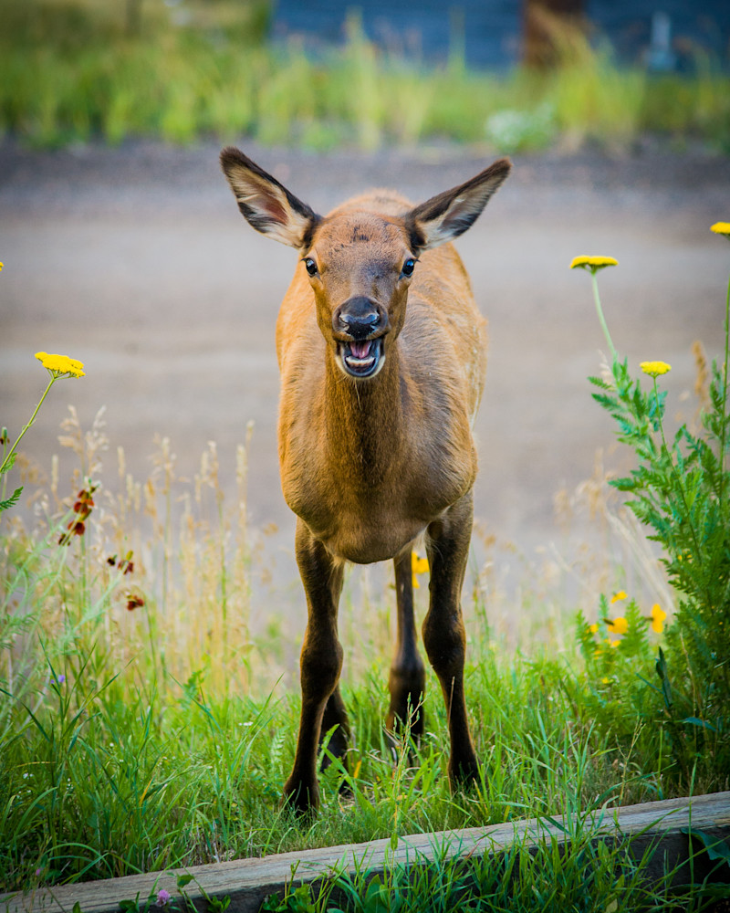 Happy Elk Photography Art | Teri K. Miller Photography