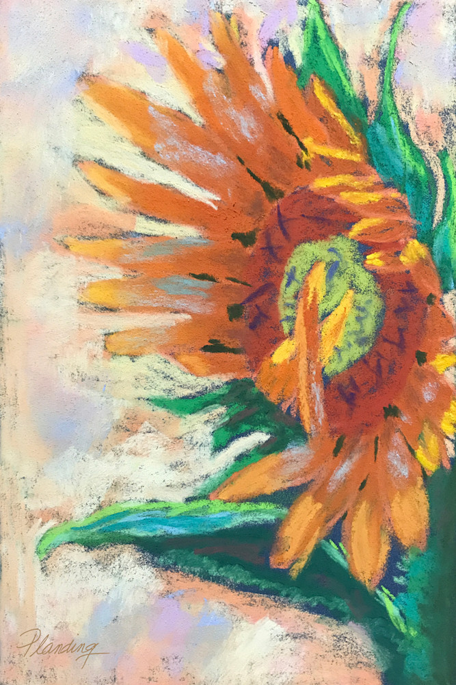Bashful Sunflower | Prints & Gifts | Mary Planding