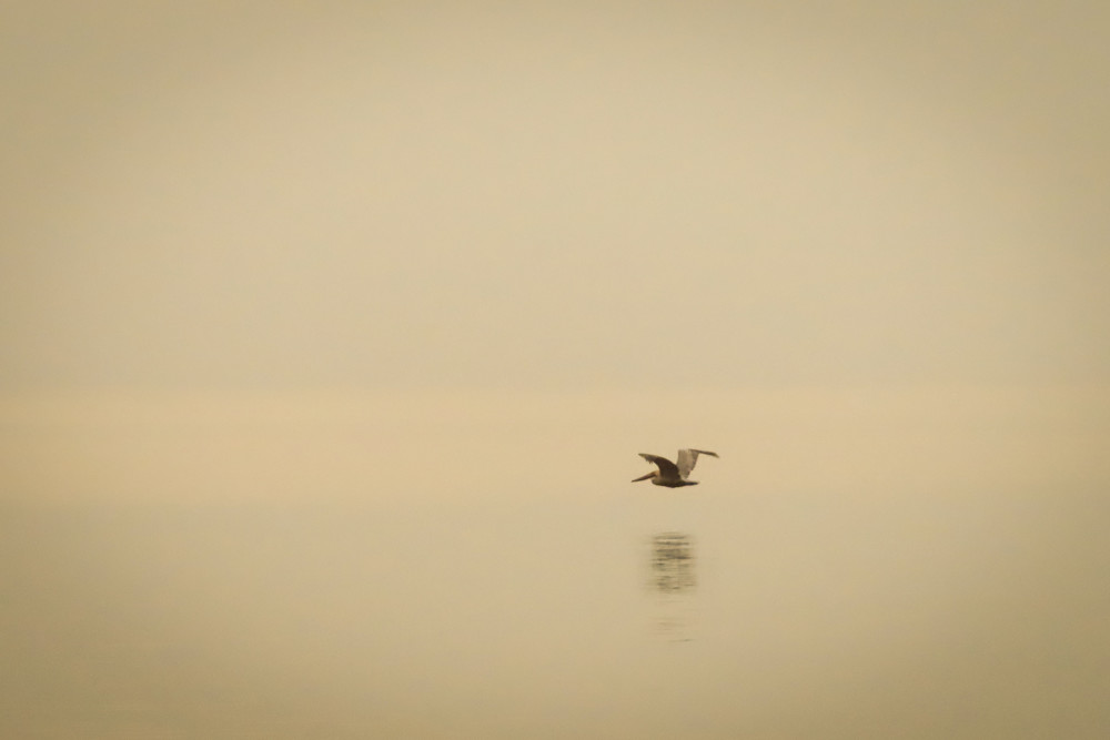 Wannabe Naturalist Brown Pelican in flight | Eugene L Brill