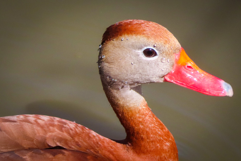 Wannabe Naturalist Black-belly Whistling Duck Edition 21-1 | Eugene L Brill