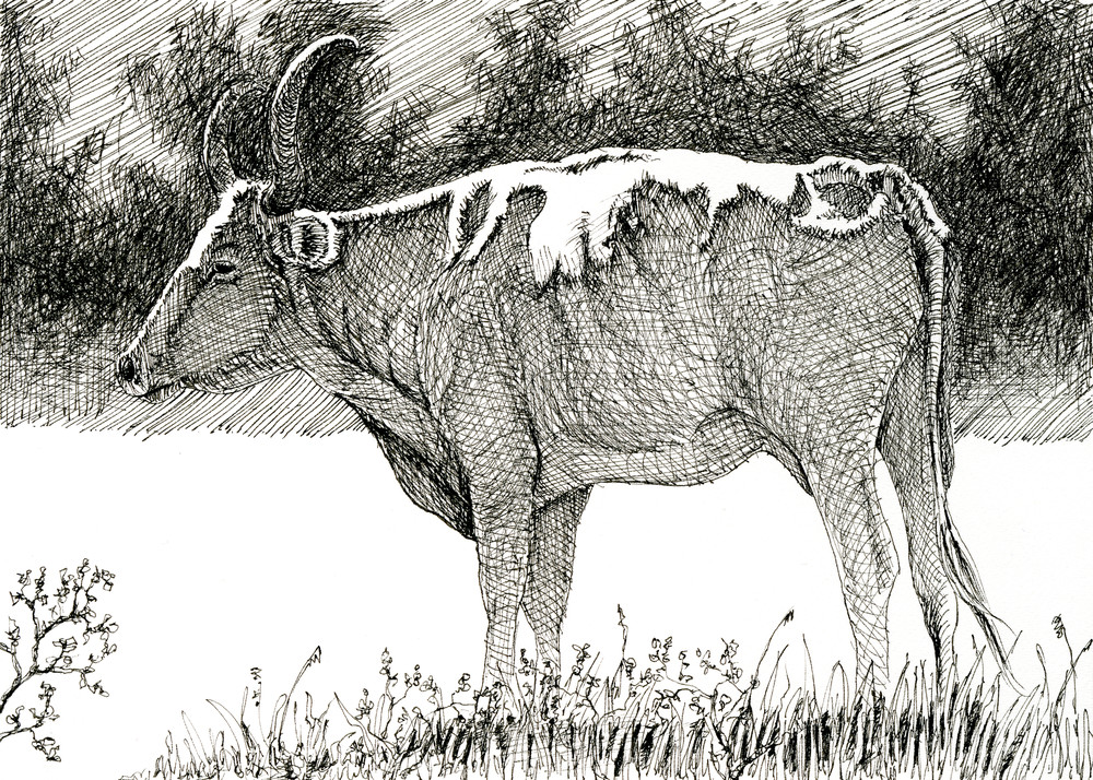 Longhorn Cow 3 Art | Greg Lewallen