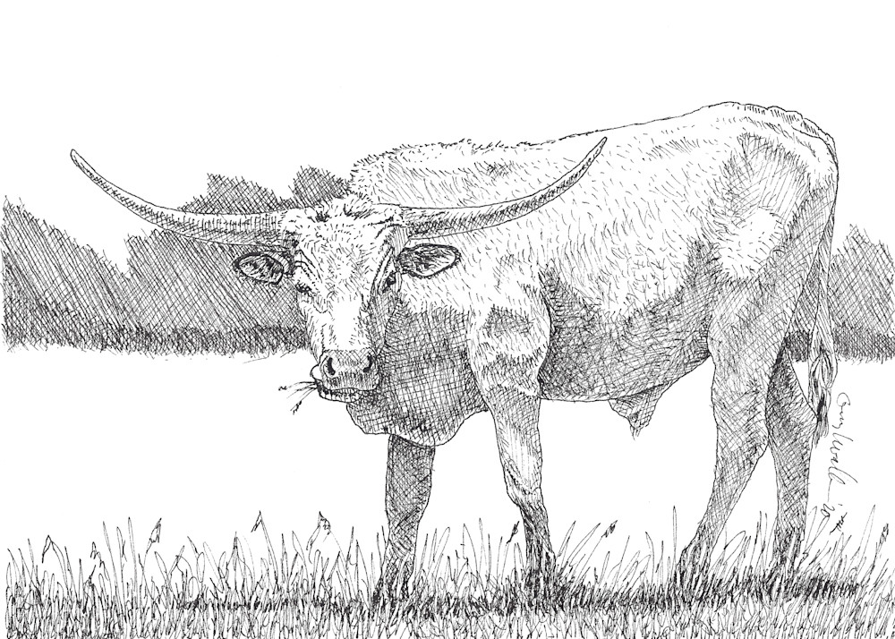 Longhorn Cow 6 Art | Greg Lewallen