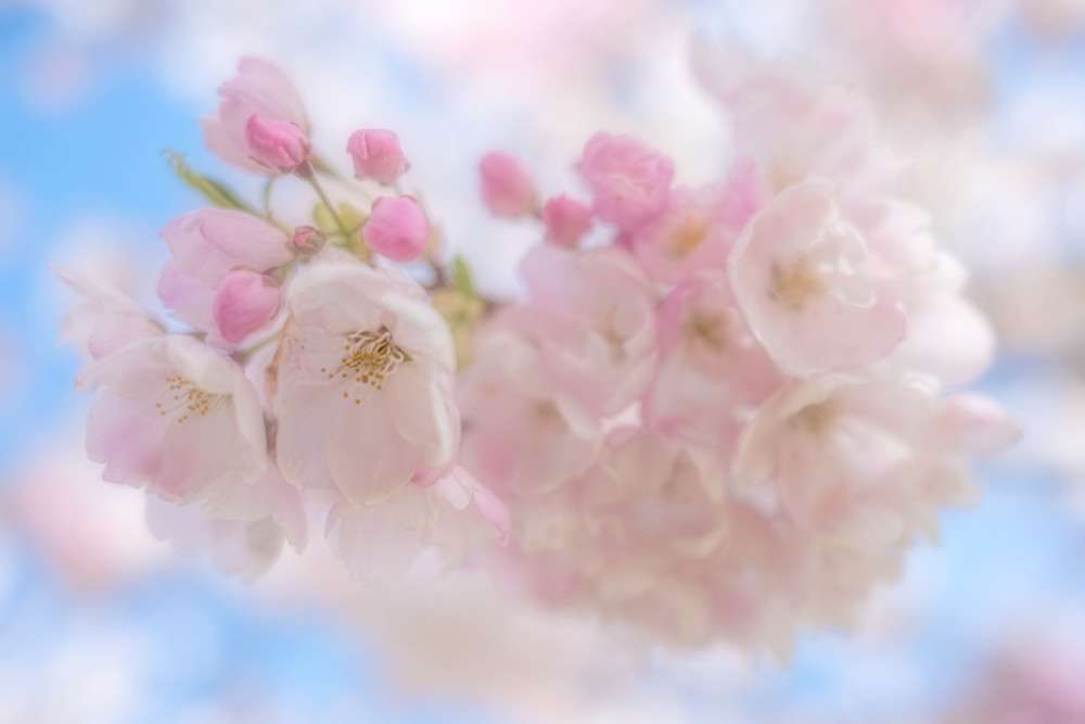 Cherry Blossoms Art | KJ's Studio