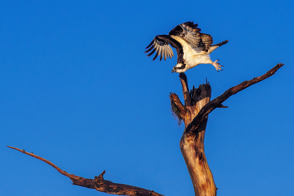 Launched - Osprey fine-art photography prints