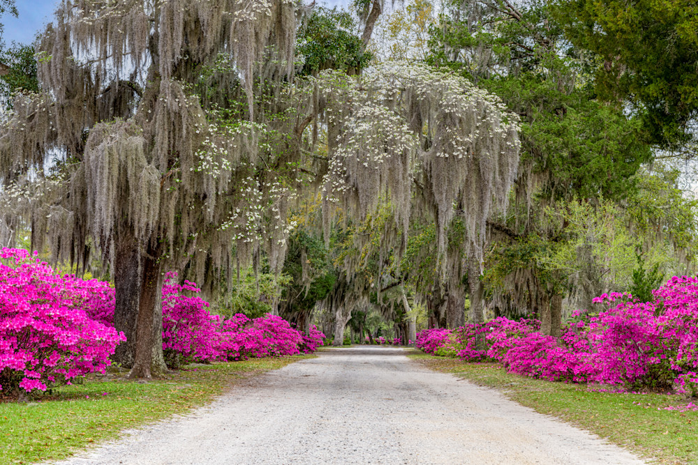 Southern Spring Photography Art | Dave Shipper Photography