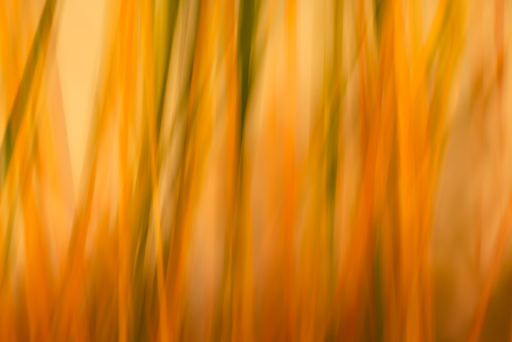 Flames Of Grass 1 Photography Art | matt lancaster art