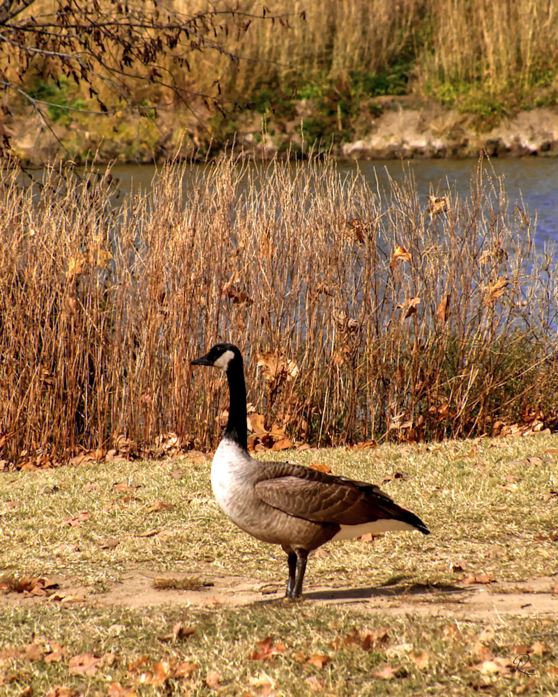 Canada Goose | Lion's Gate Photography