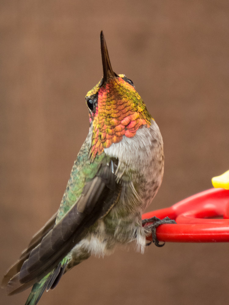 Hummingbird Photography Art | Nature is Fine Art
