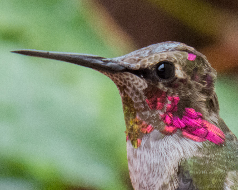 Hummingbird Art | Top photographs of birds