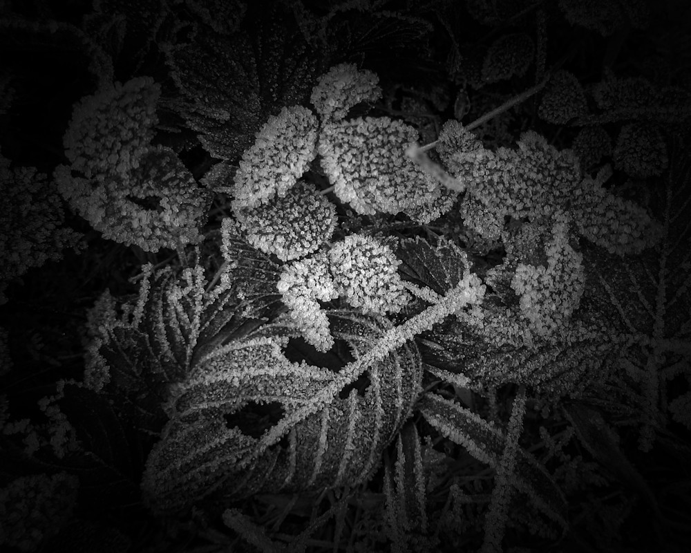 Crystallized Leaves Photography Art | matt lancaster art