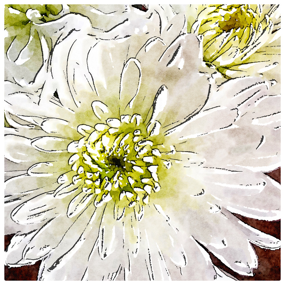 white-chrysanthemum, photo, watercolor-photo, flower,
