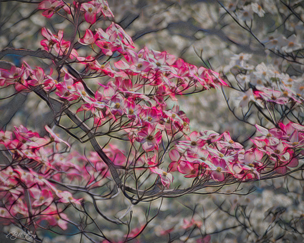 Cherry Blossom Special Art | One Guy's Art