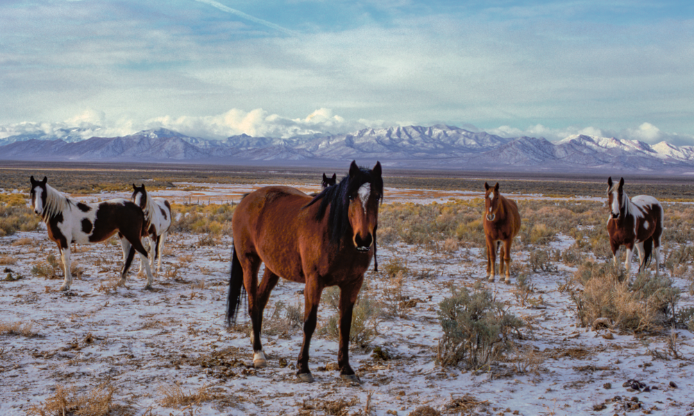Wild Horse Of The White River Valley, Nevada Photography Art | Craig Primas Photography