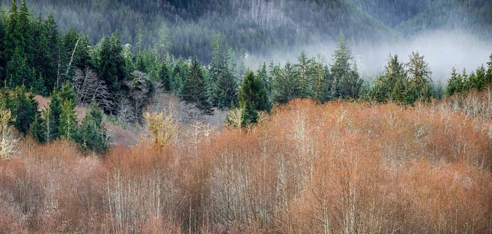 Fog Clearing On The Hoh River Photography Art | marcyephotography