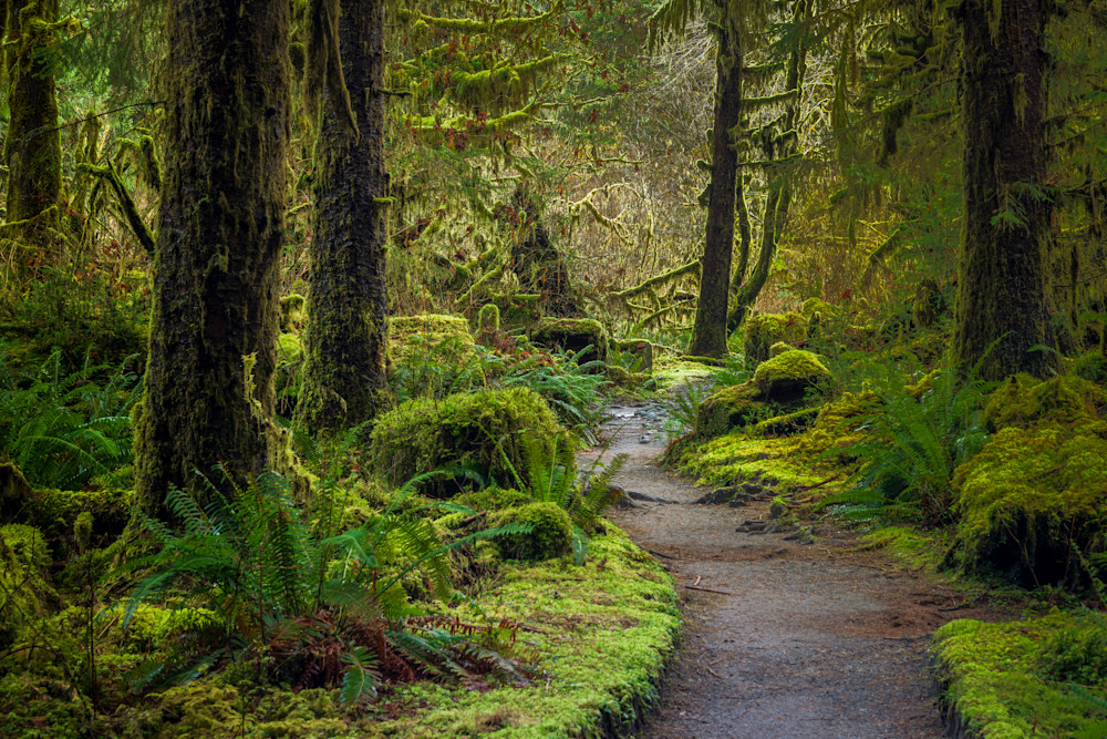 Hall Of Mosses Trail Photography Art | marcyephotography