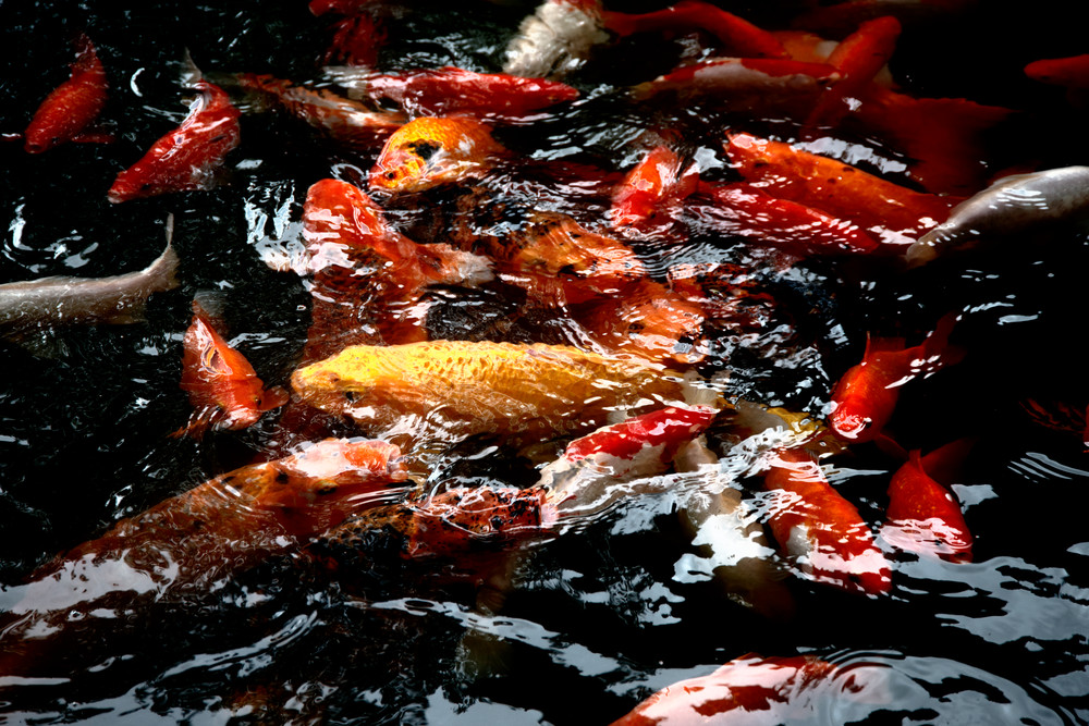 Yellow Koi Looking For Food Photography Art | Pacific Coast Photo