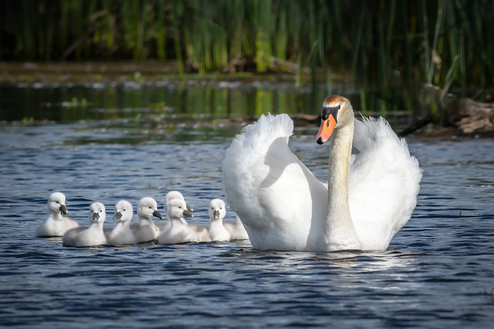 Swan Babies
