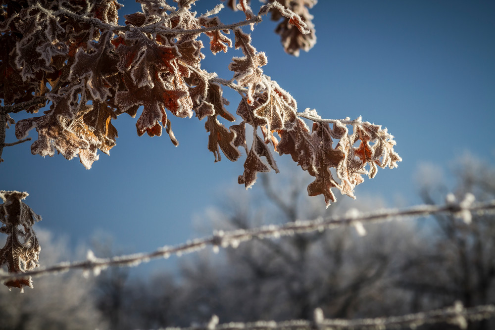 Freezing fog on a Missouri fence and trees during a cold winter morning.