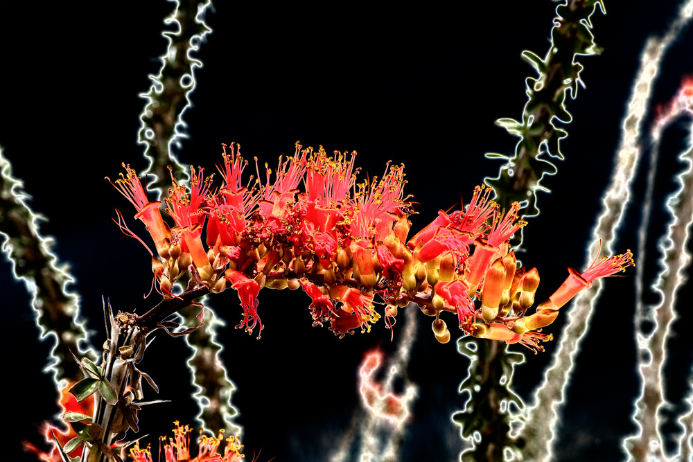 Desert Wildflowers #1 Photography Art | Pacific Coast Photo