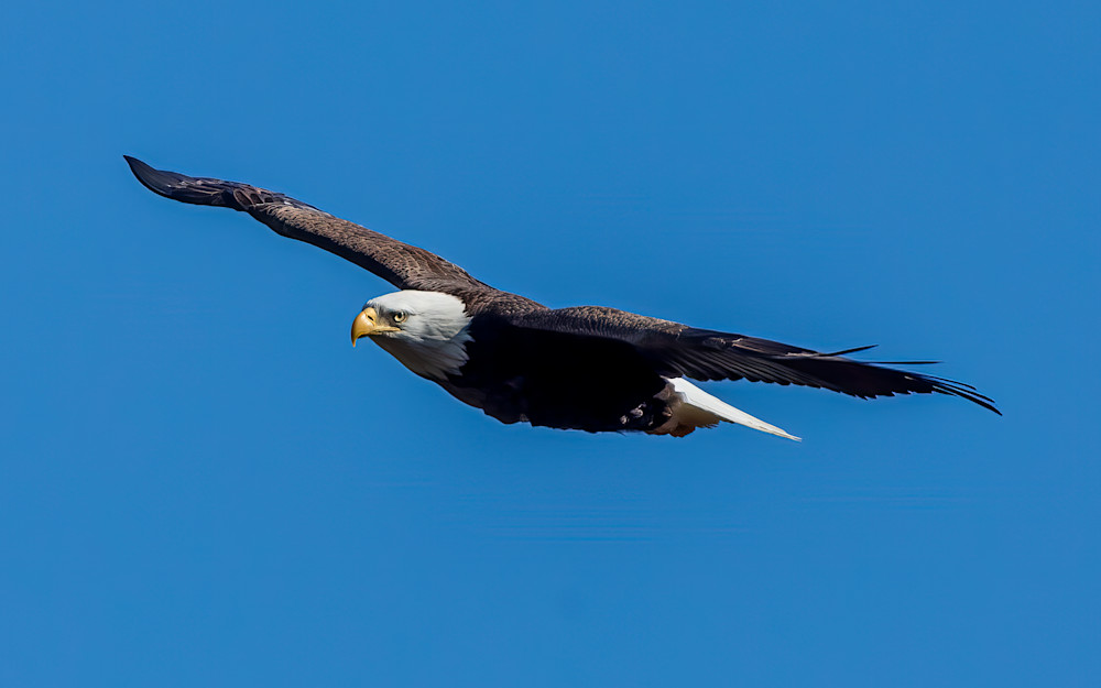 Soaring Bald Eagle Soaring Bald Eagle