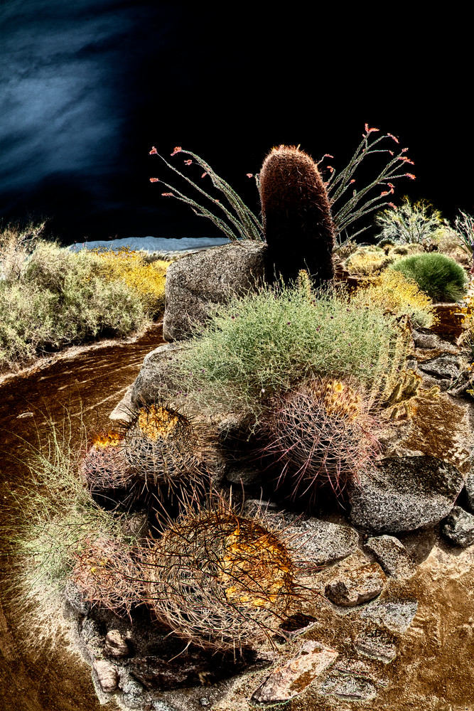 Cactus & Rocks Photography Art | Pacific Coast Photo