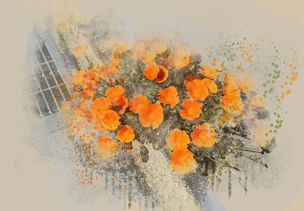 Poppies Springing From The Curb Art | Art from the Soul