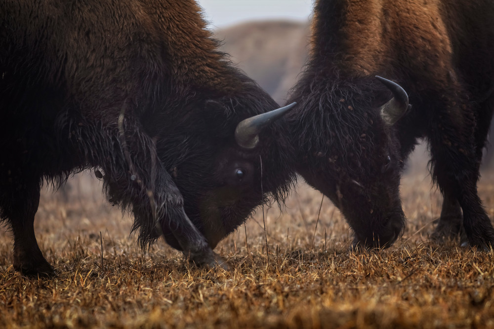 Morning Bison Photography Art | Images of the Ozarks, Photography by Steve Snyder