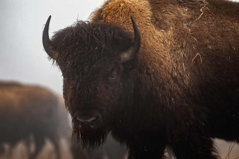 Oklahoma Bison Photography Art | Images of the Ozarks, Photography by Steve Snyder