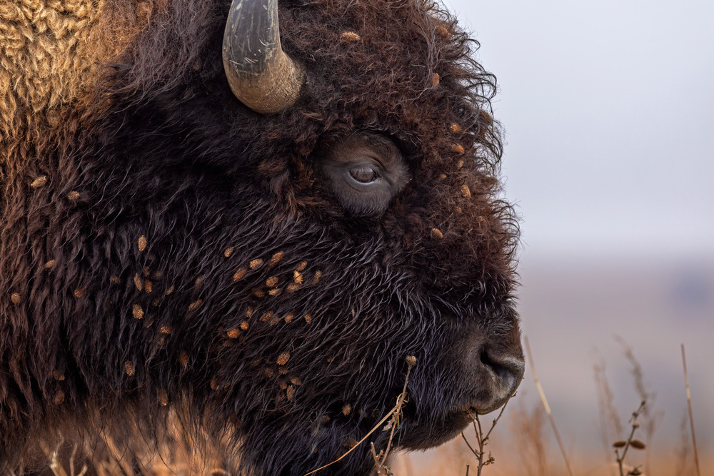  Morning Bison Photography Art | Images of the Ozarks, Photography by Steve Snyder