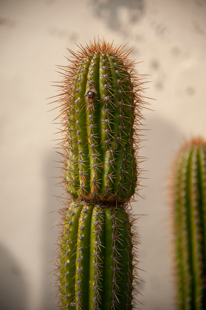 Cactus California Photography Art | Terry Blackburn Fine Art