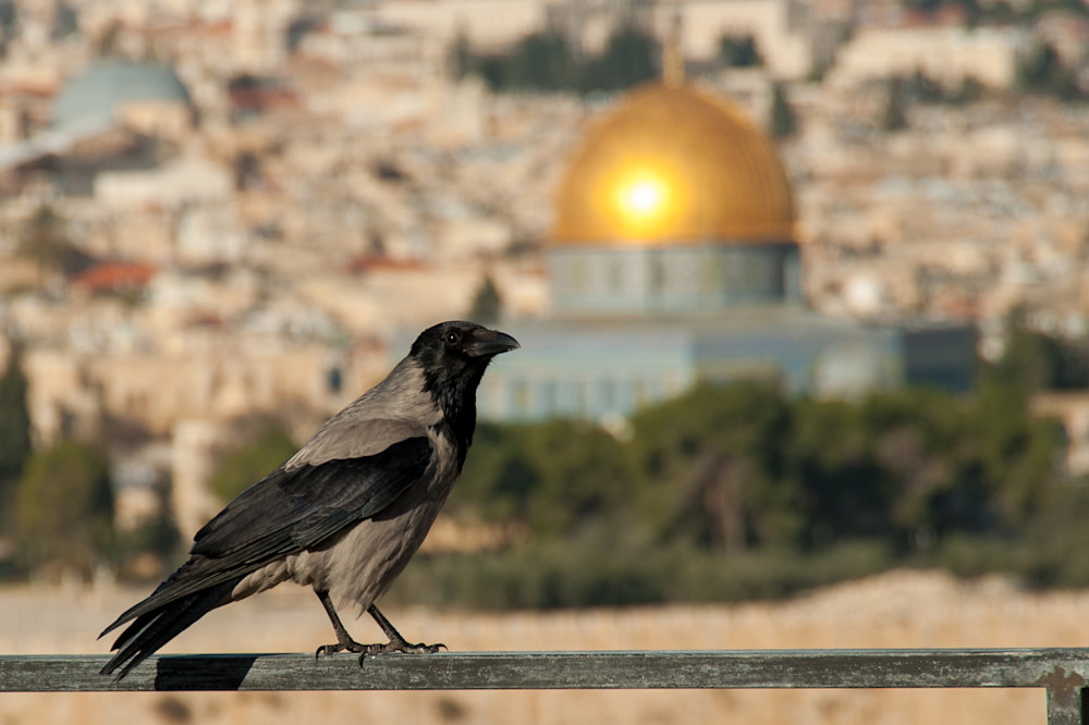 Dome Of The Rock And Bird Photography Art | Terry Blackburn Fine Art
