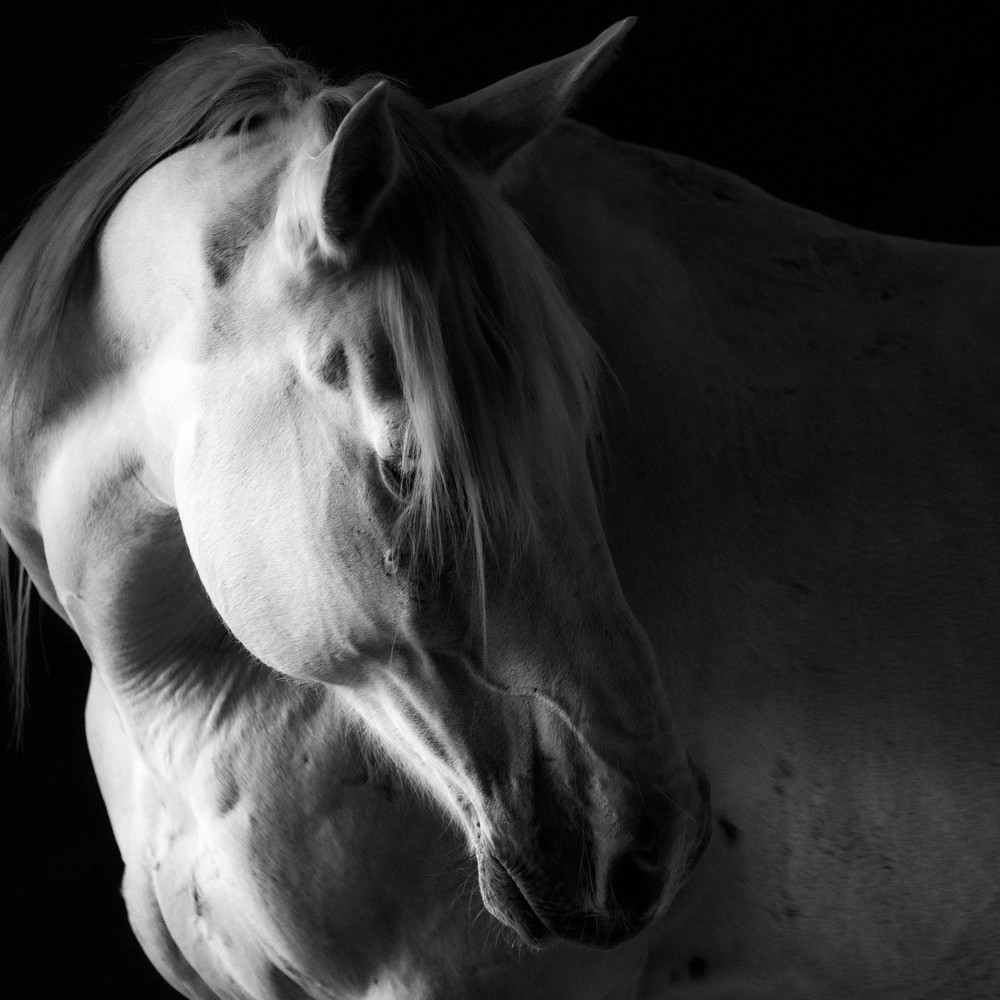 Dreamtime Horse Photography Art | Karen O'Shaughnessy Photography